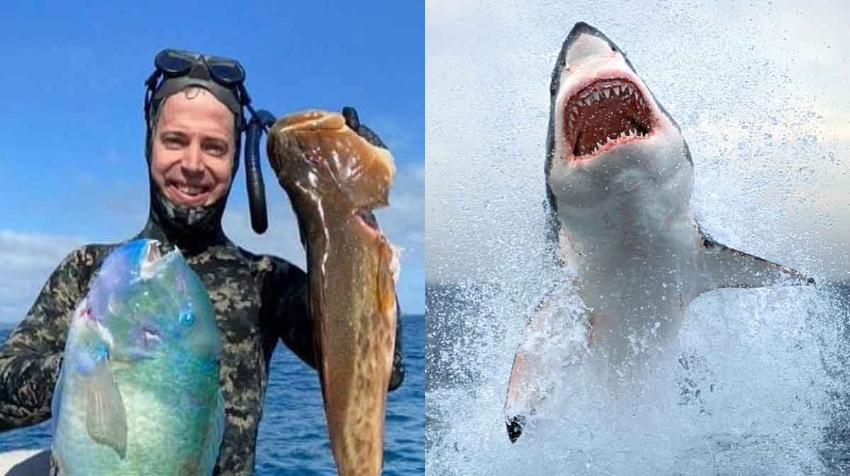 luke-shark-attack Luke (left: image credit: X)