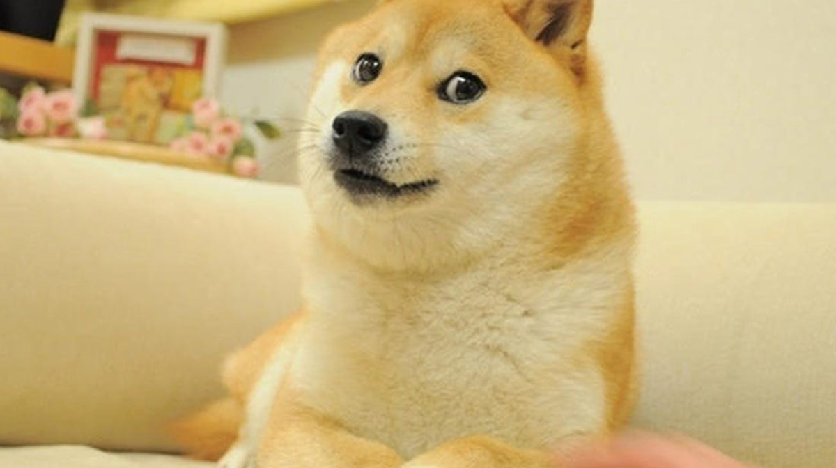 kabosu-meme