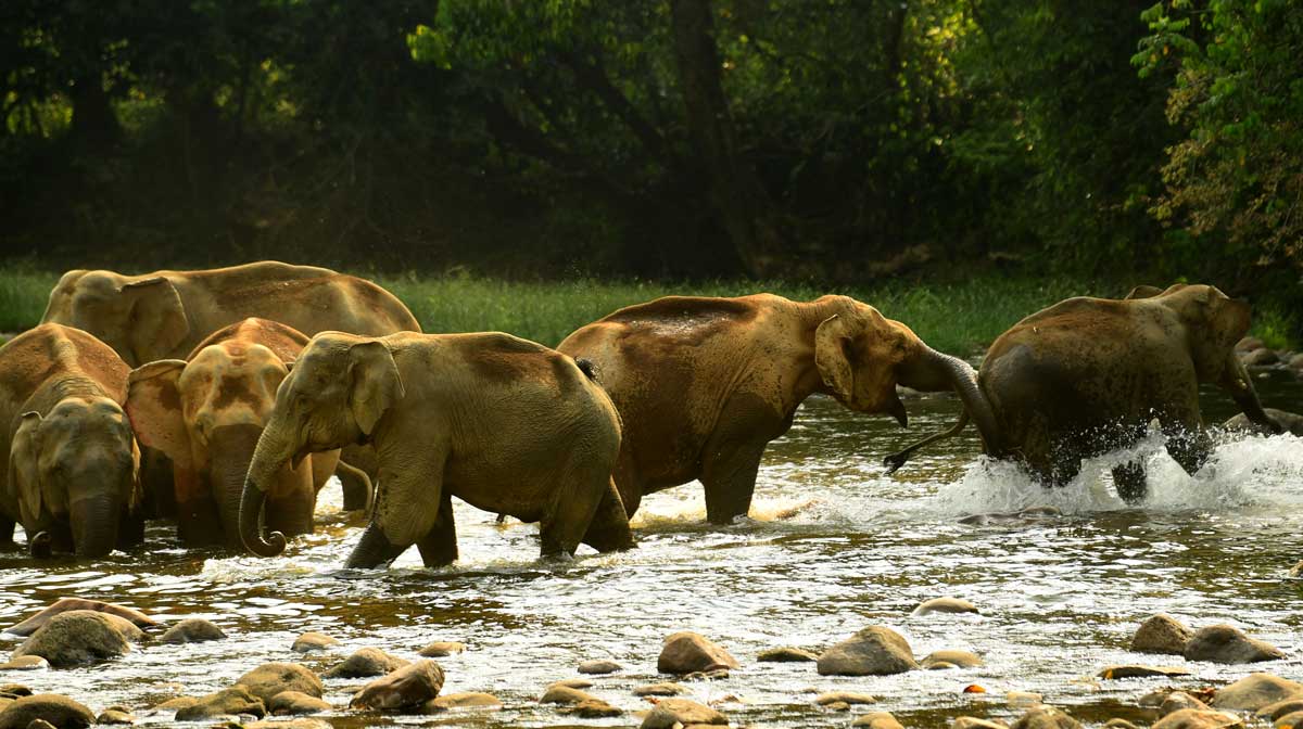 wild-elephant-study wild-elephant-study