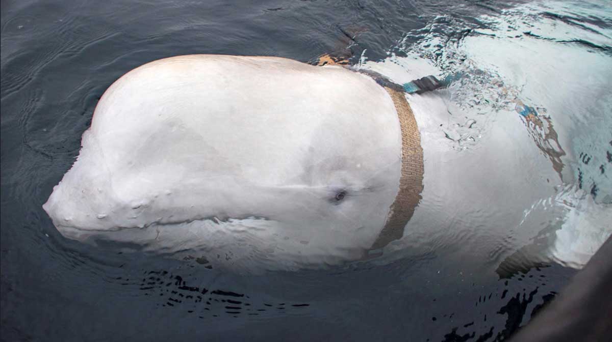 beluga-whale