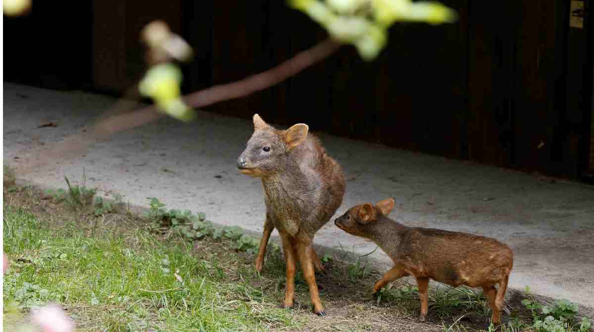 pudu-deer