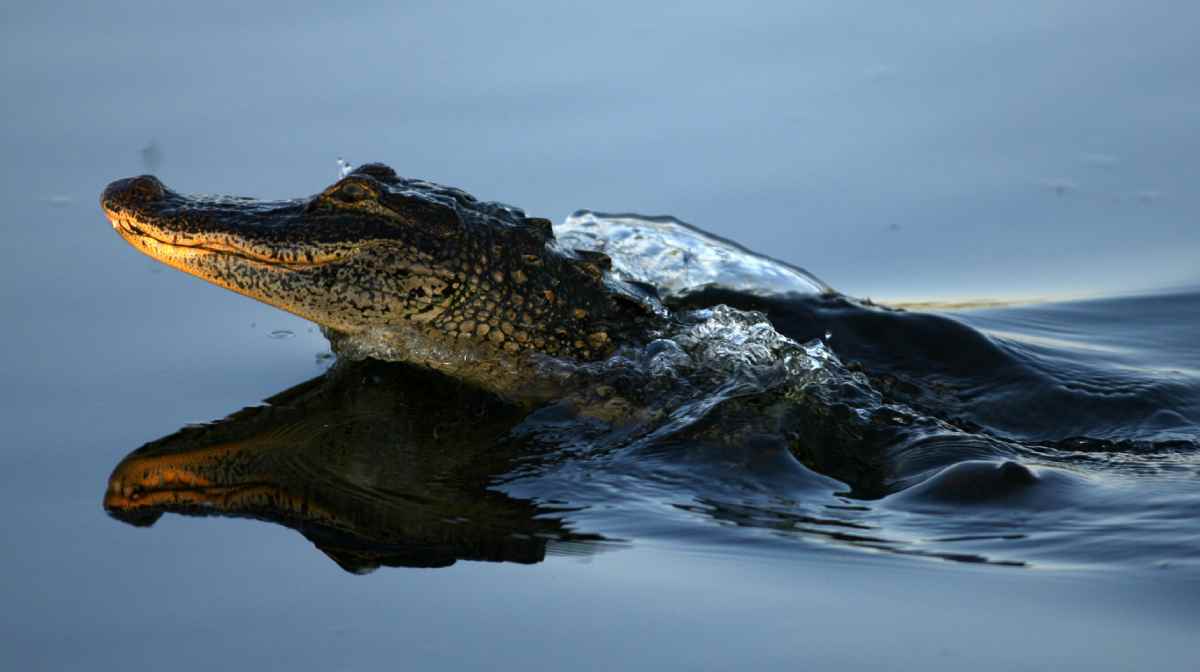 alligator