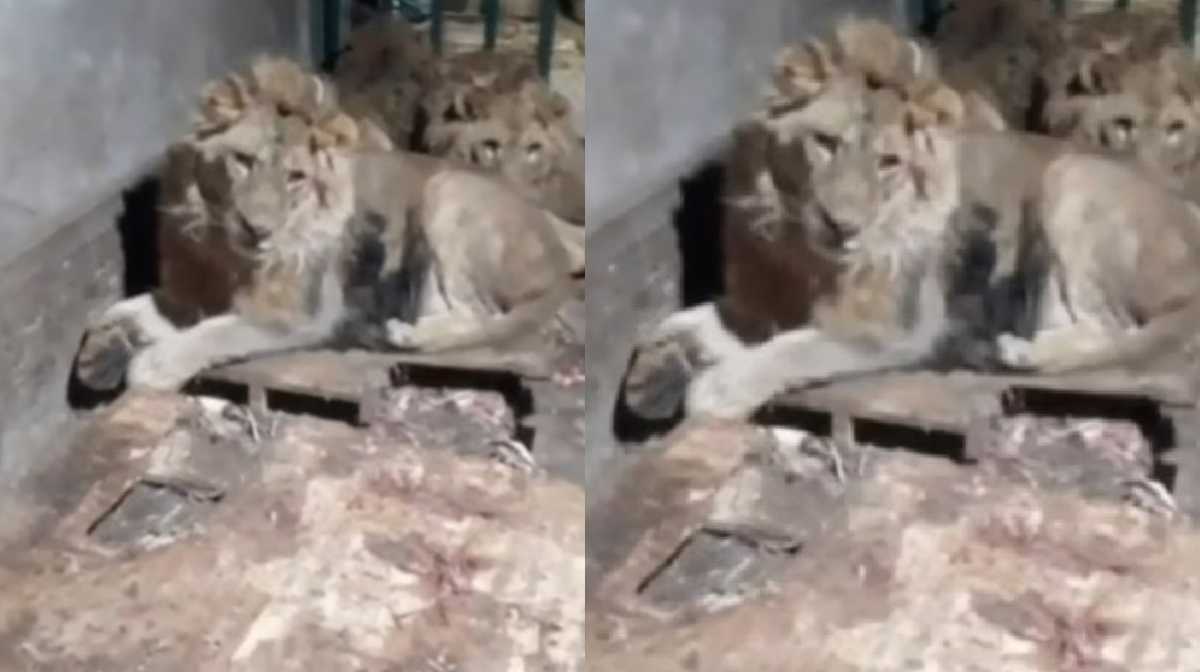 lion-attack