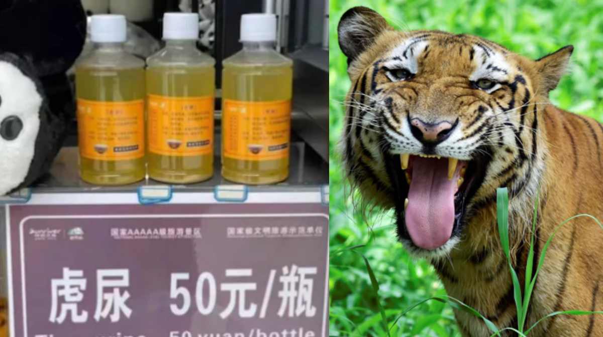 tiger-china