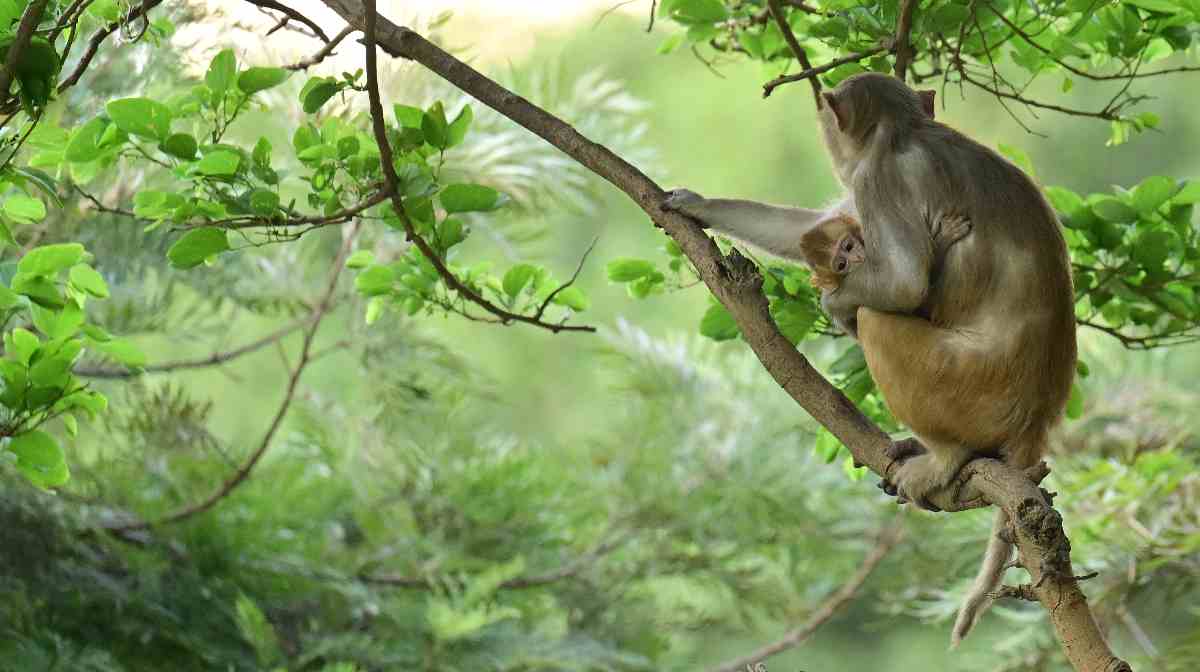 monkey-srilankan-power-house