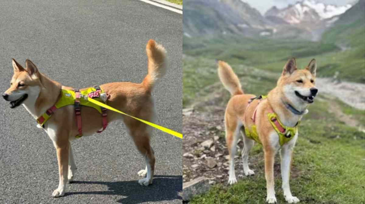 Photo of YiYi, posted on Chinese Social Media Platforms