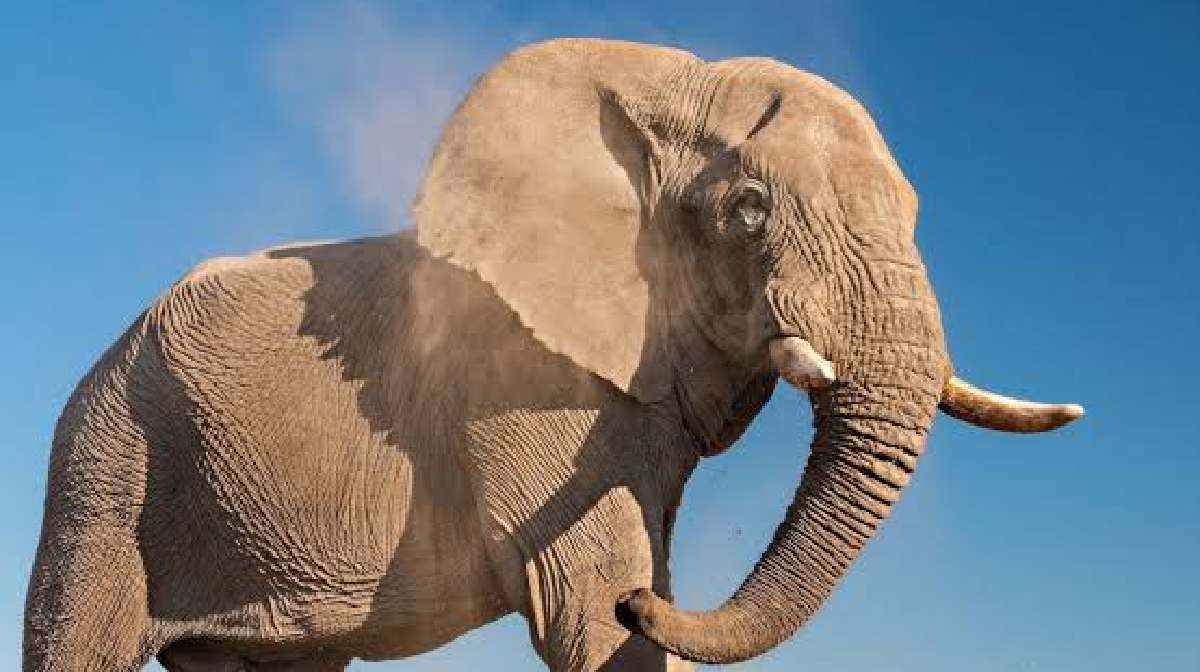 african-elephant
