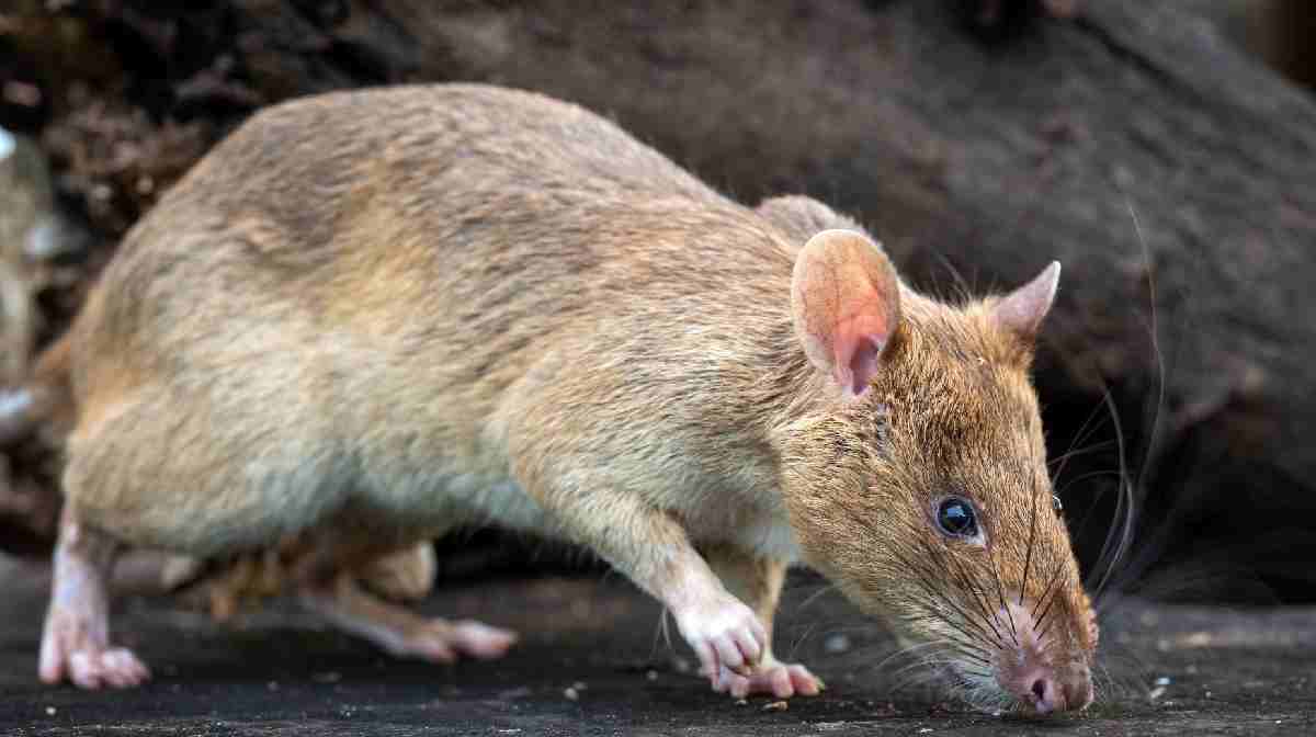 rat-viral