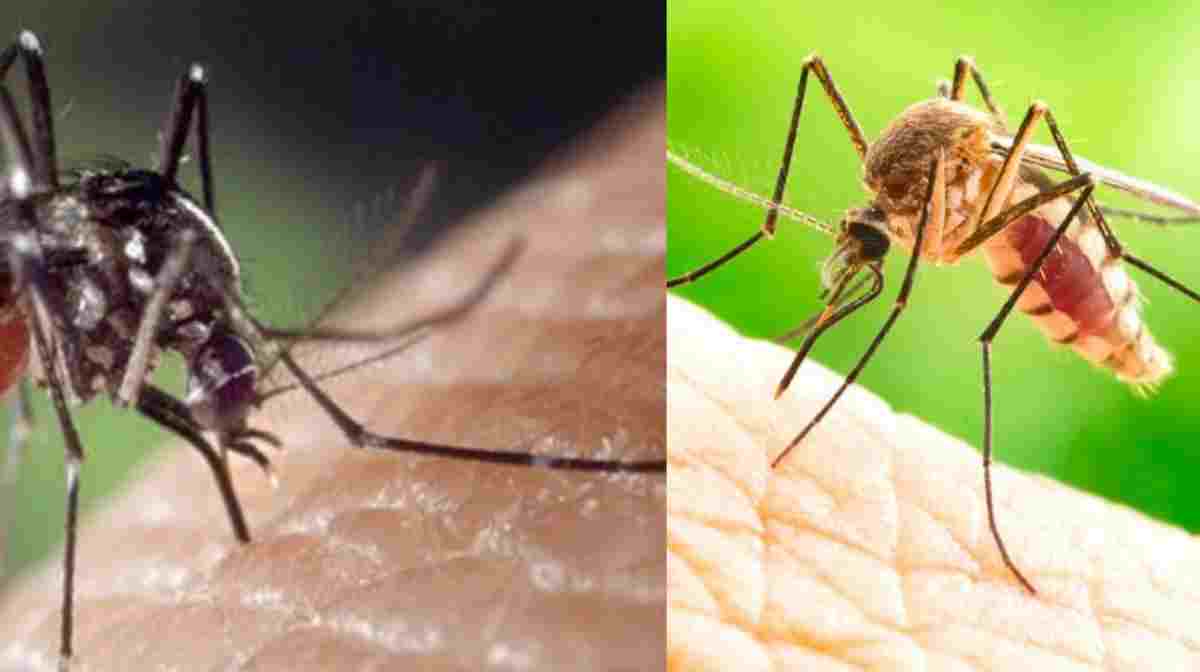 mosquitto-death-1-