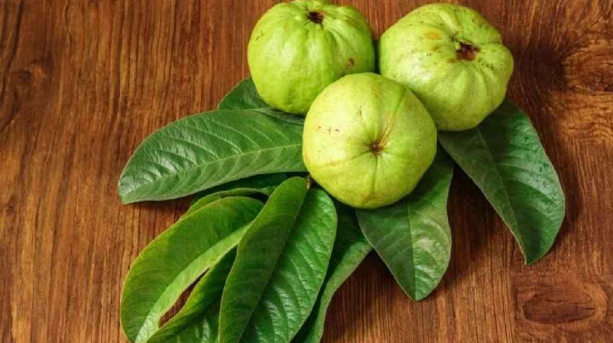 gua-leaf gua-leaf