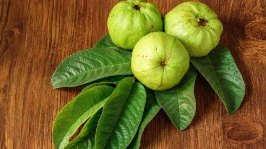 gua-leaf