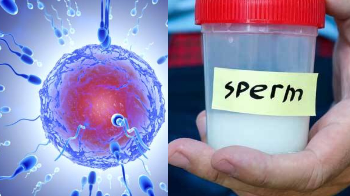 sperm-count