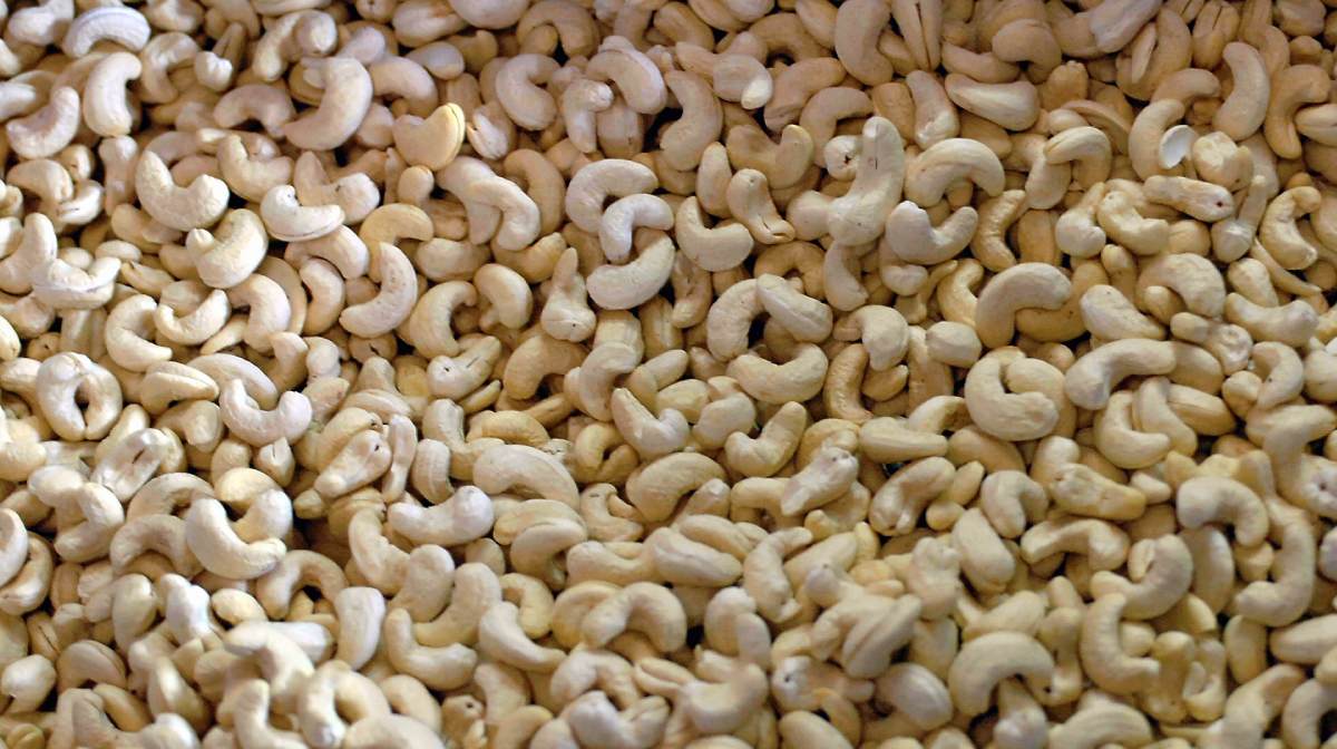 KOLLAM 2007 DECEMBER 12 : Export quality Cashew nuts inside the  VIJAYALAKSHMI cashew factory Kollam  @ JOSEKUTTY PANACKAL 

KEYWORDS : CASHEW  EXPORT NUT NUTS 
