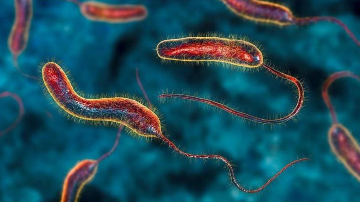 all-you-need-to-know-about-Cholera