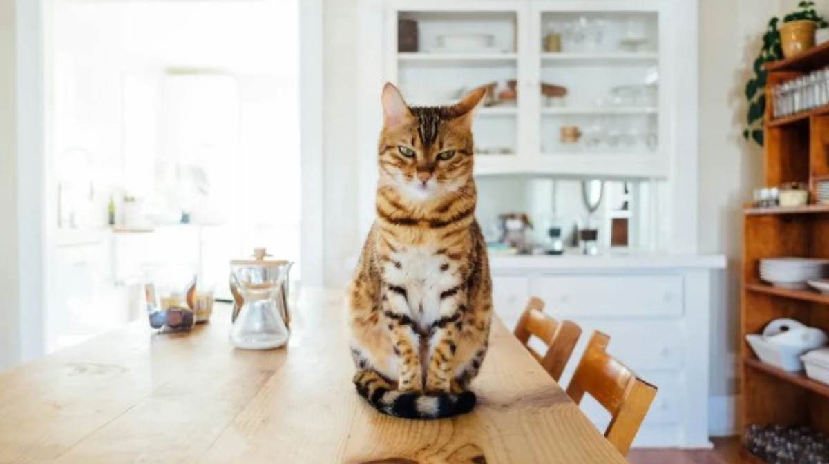 cat-poo-can-be-cured-alzheimers-latest-study