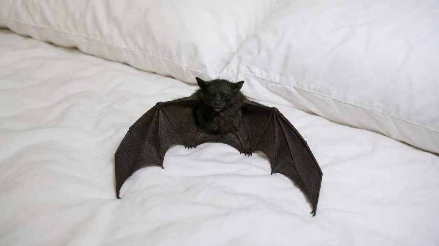 bat-in-bed