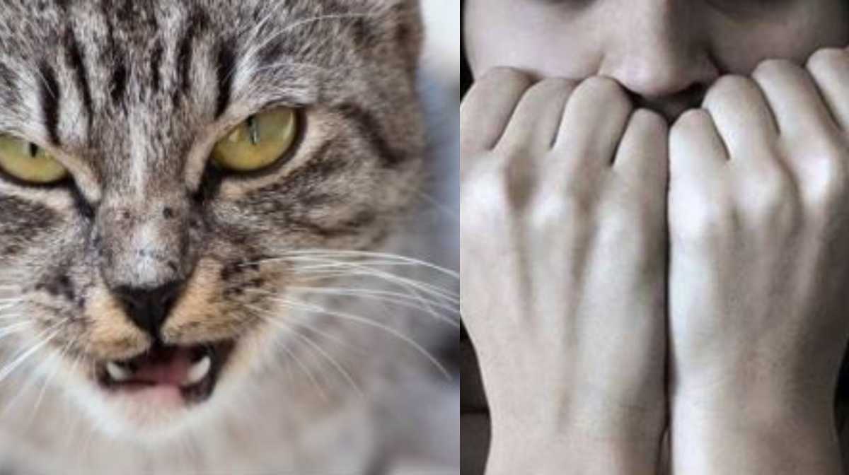 what-is-ailurophobia-cat-fear