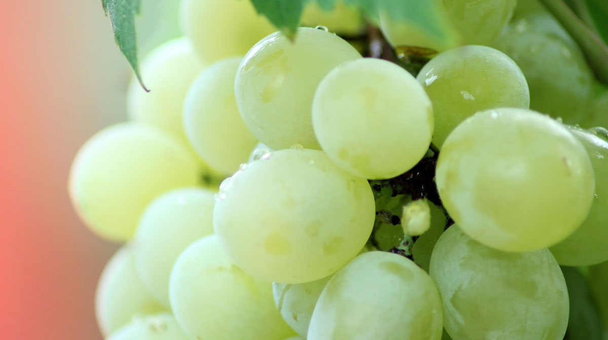 lucky-grapes