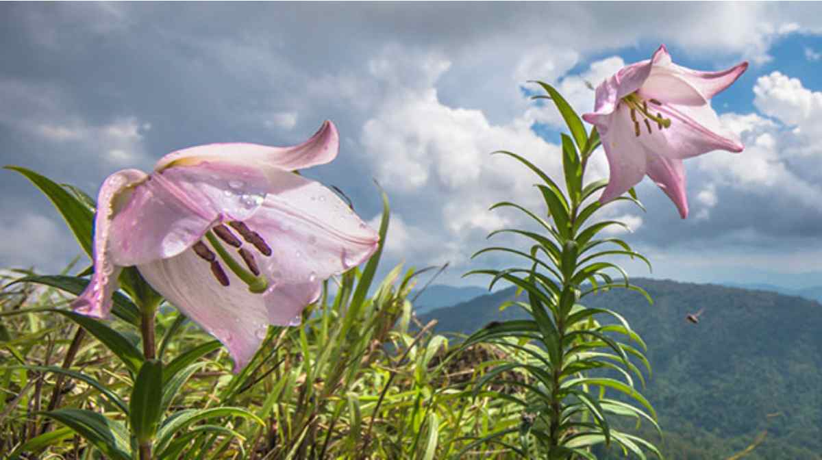 Image: manipurtourism.gov.in