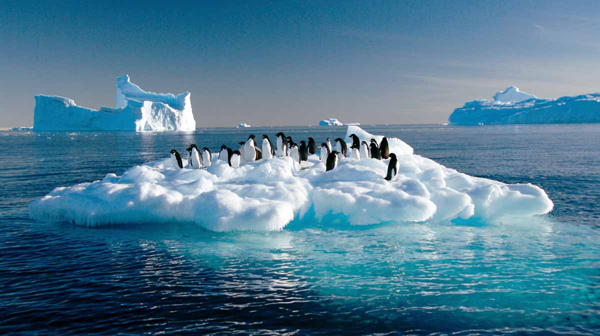 AUSTRALIA-ANTARCTICA-ADELIE PENGUINS