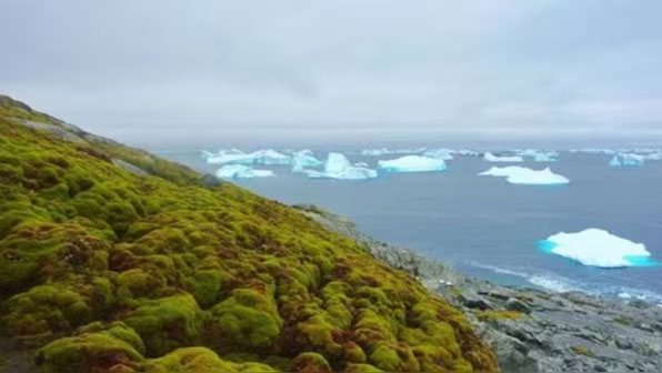 green-patch-antarctica