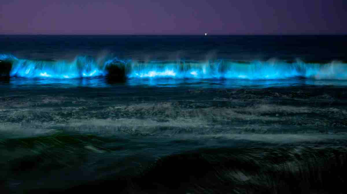 bioluminescence-in-chennai