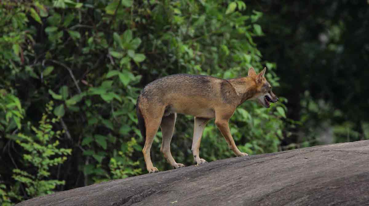 fox