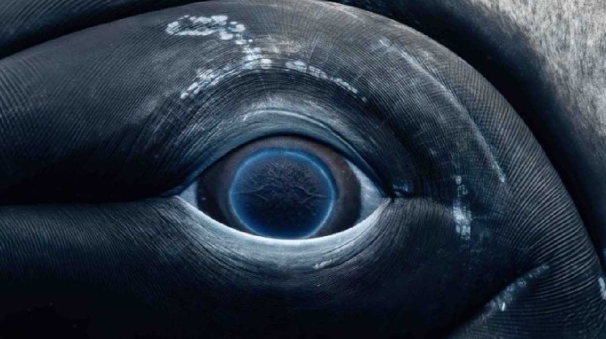 rachel-moore-shares-an-image-of-a-whales-eye-named-sweet-girl