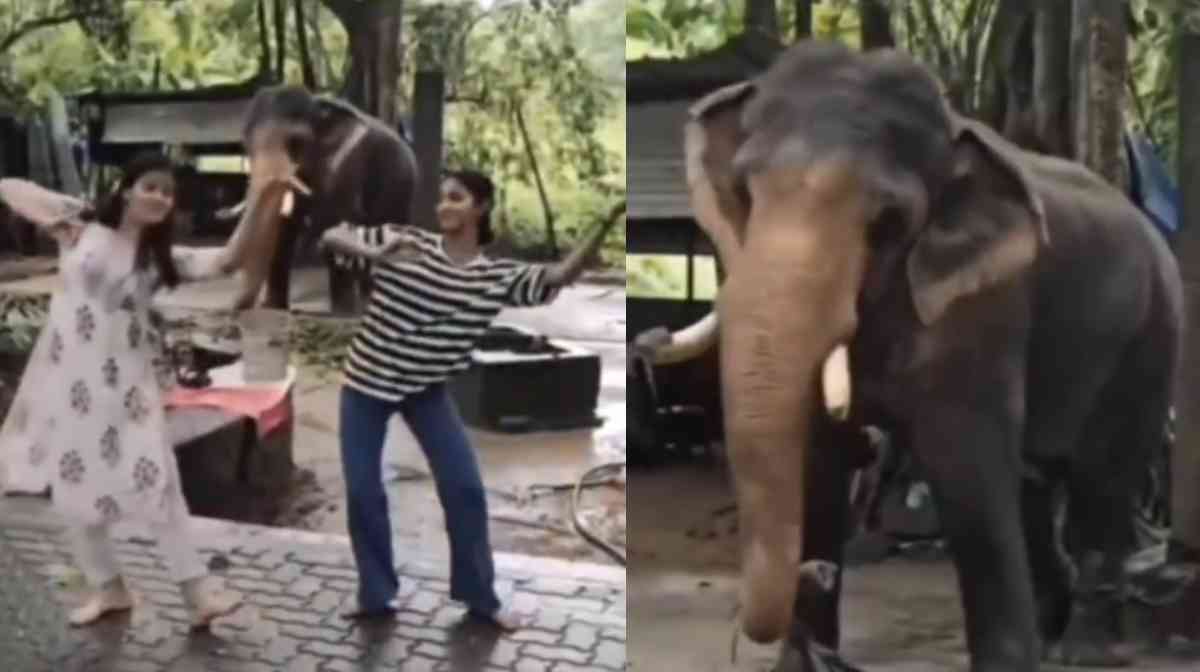 dancing-elephant-fact-check