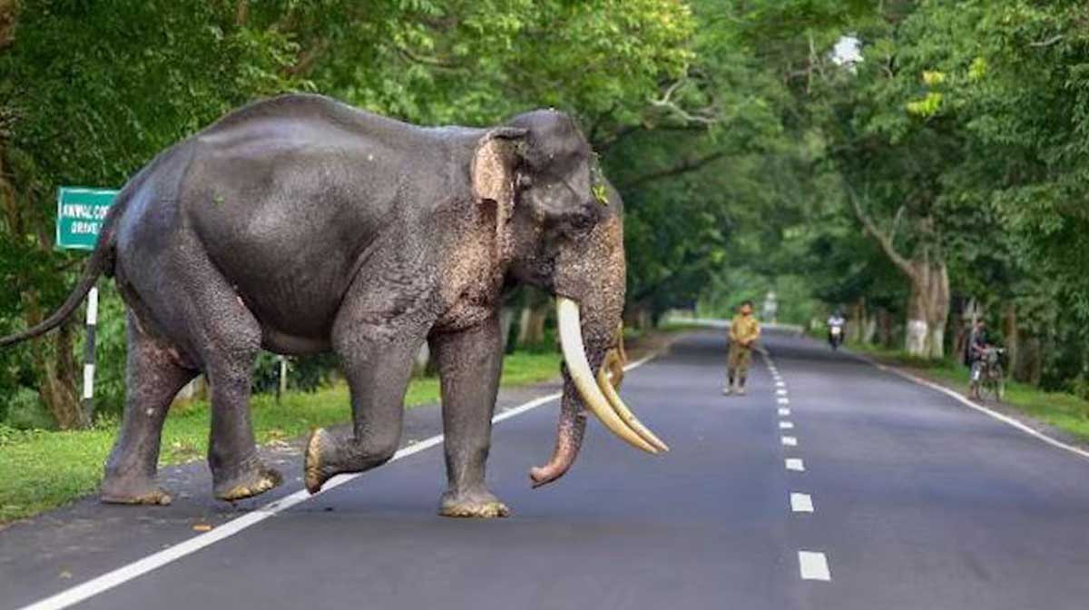odisha-elephant