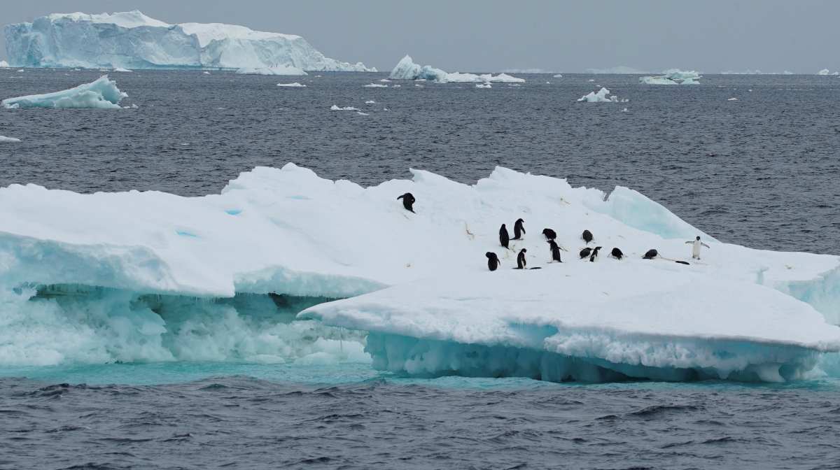  Penguins are seen on an iceberg as scientists investigate the impact of climate change on Antarctica's penguin colonies, on the northern side of the Antarctic peninsula, Antarctica January 15, 2022. REUTERS/Natalie Thomas/File Photo