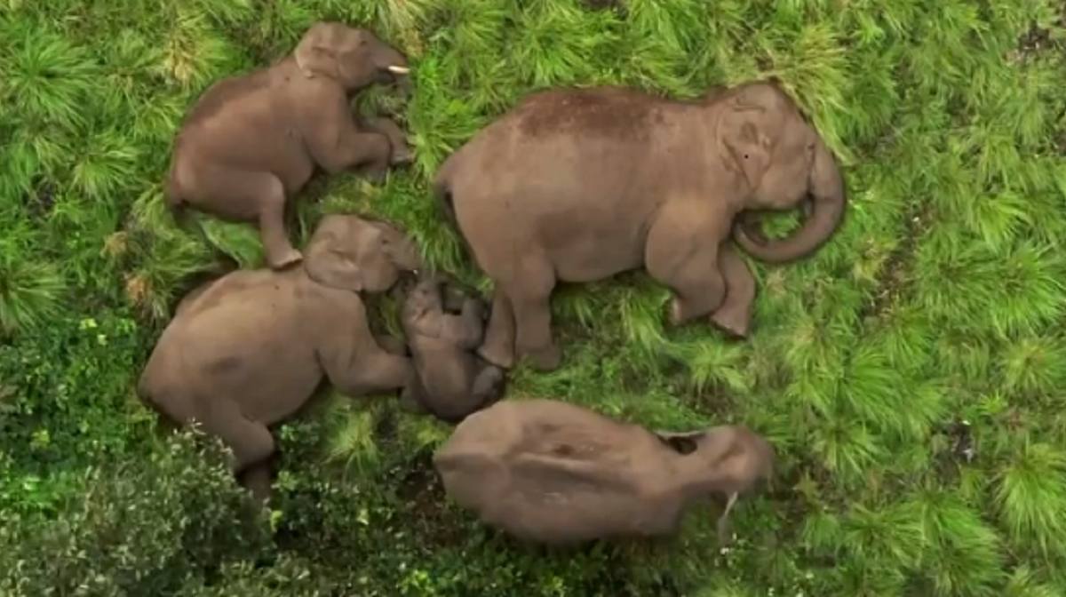 Image Credit: x.com/supriyasahuias