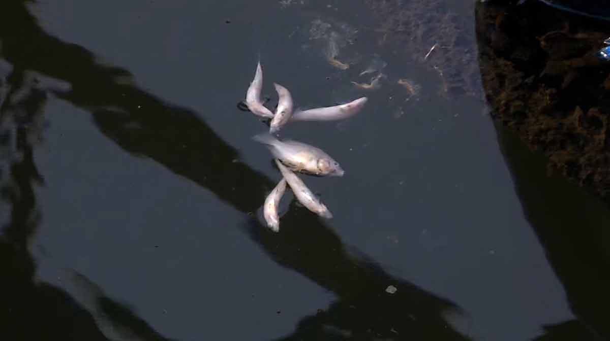 periyar-dead-fish-22