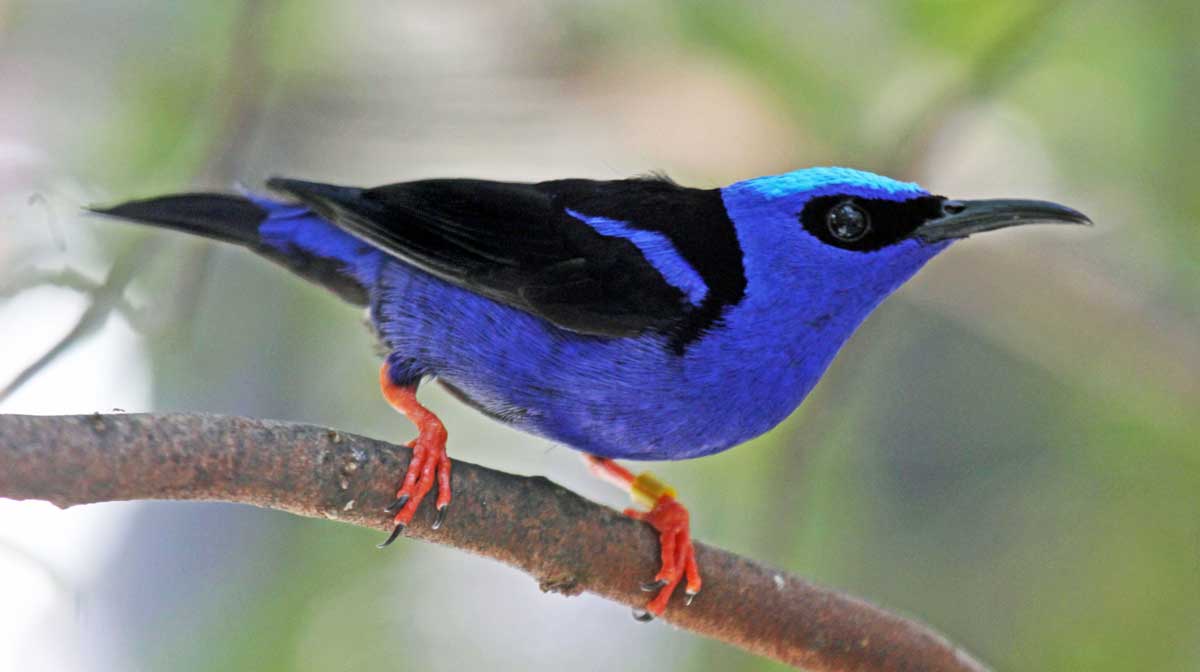 Image: en.wikipedia.org/wiki/Honeycreeper