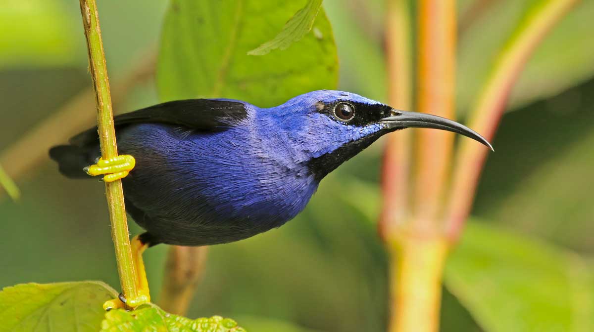 yellow-honeycreeper