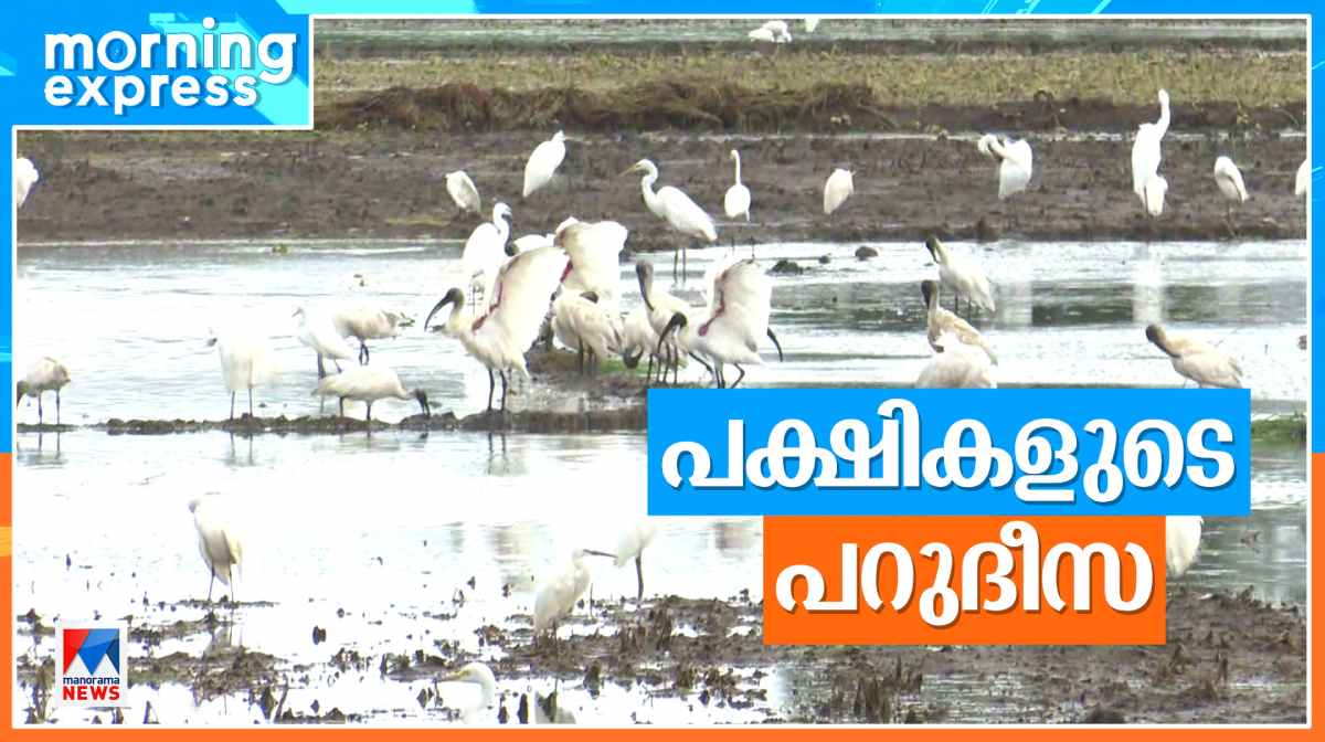 migratory-birds-kuttanad