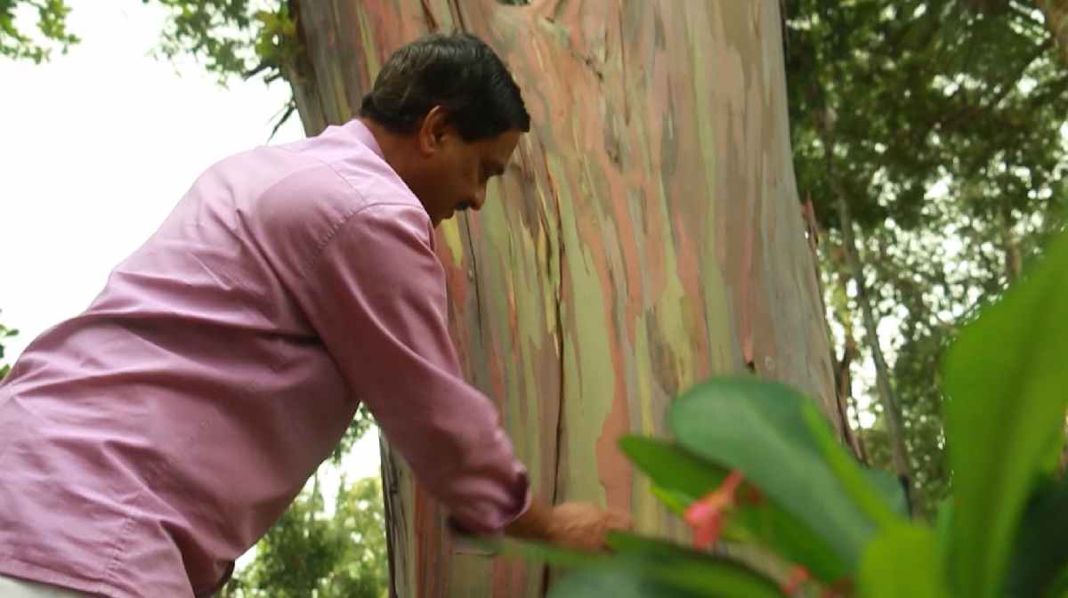 rainbow-tree