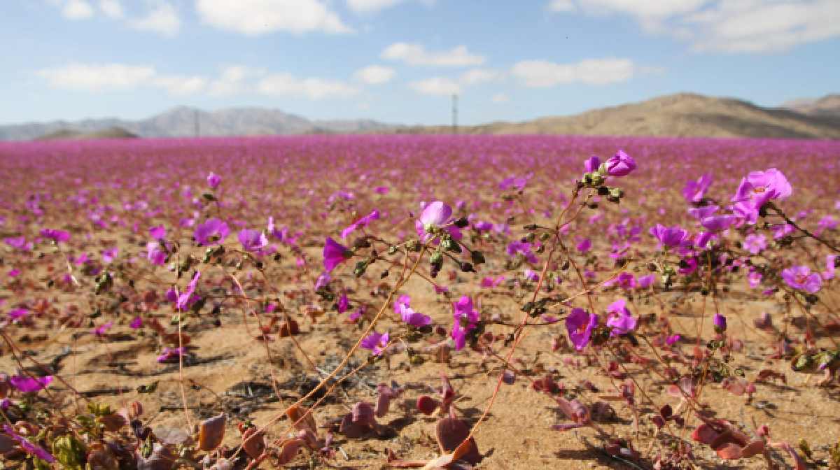 atacama-bloom-01