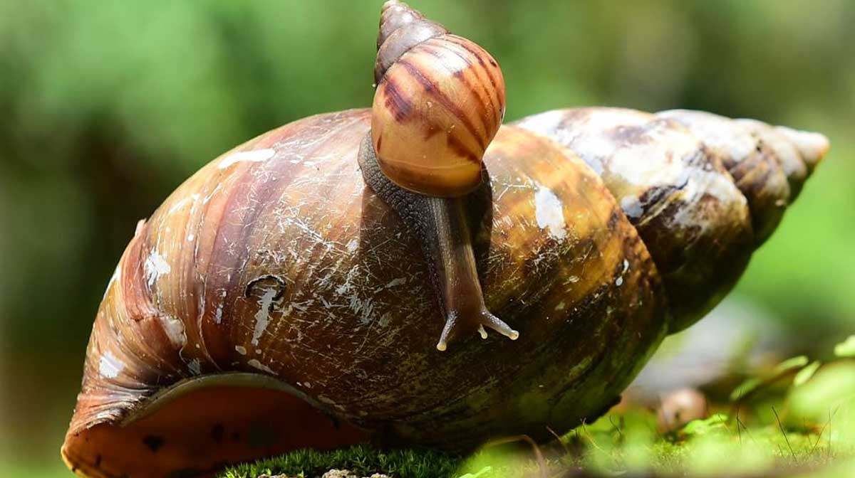 african-giant-snail