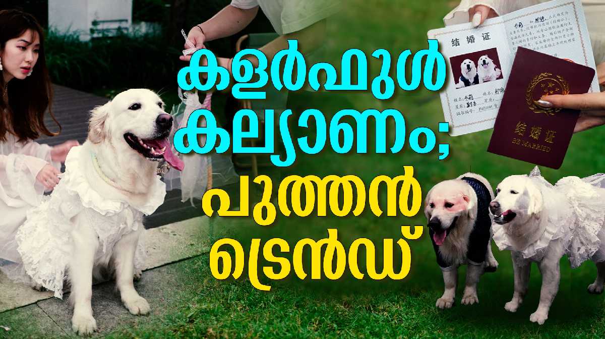 pet-marriage-viral-china