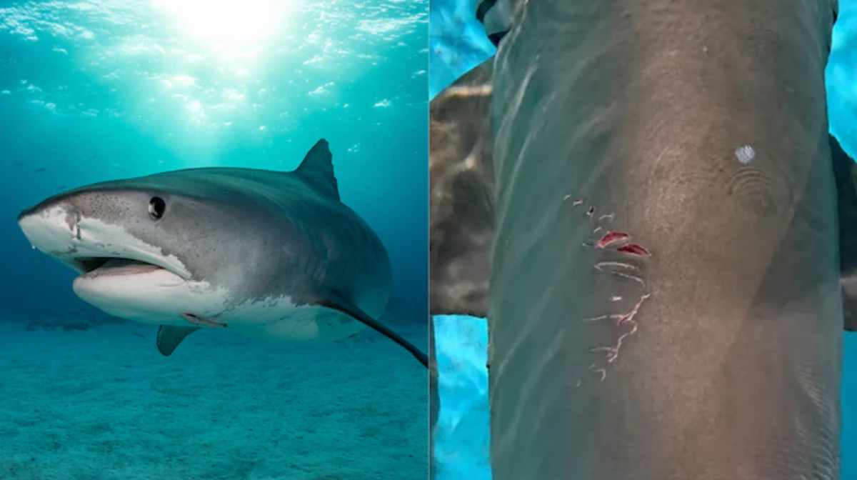 Image: Wyffels et al. 2024