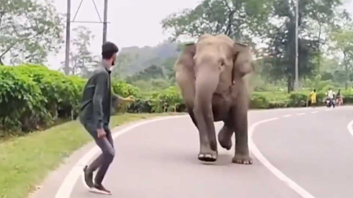 elephant-chasing