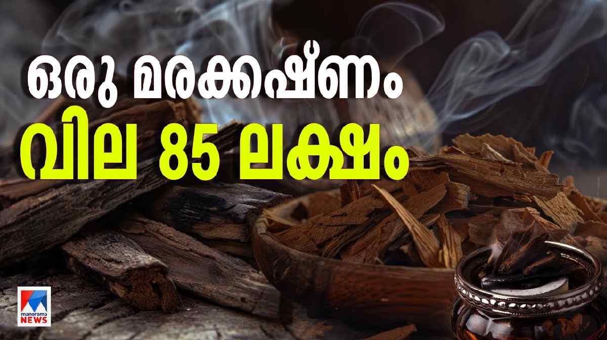 kynam-the-most-expensive-wood