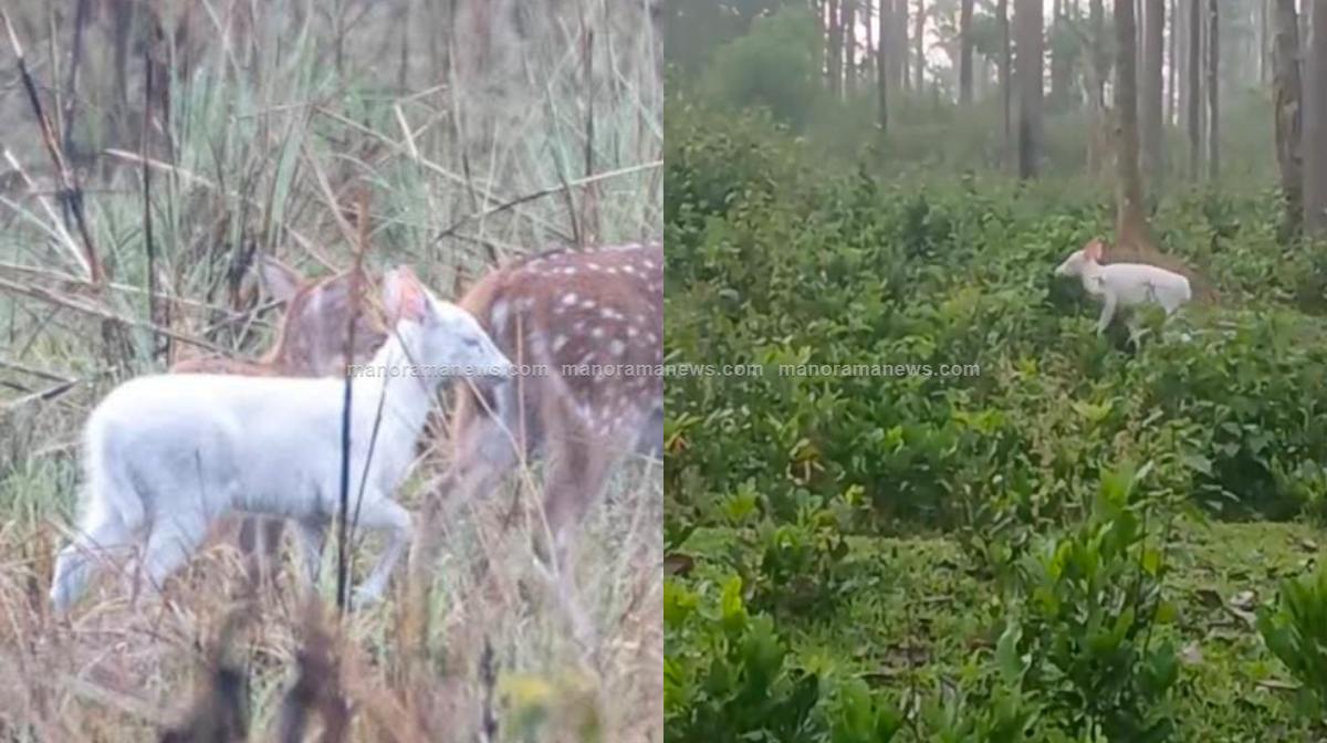 albino-deer-1