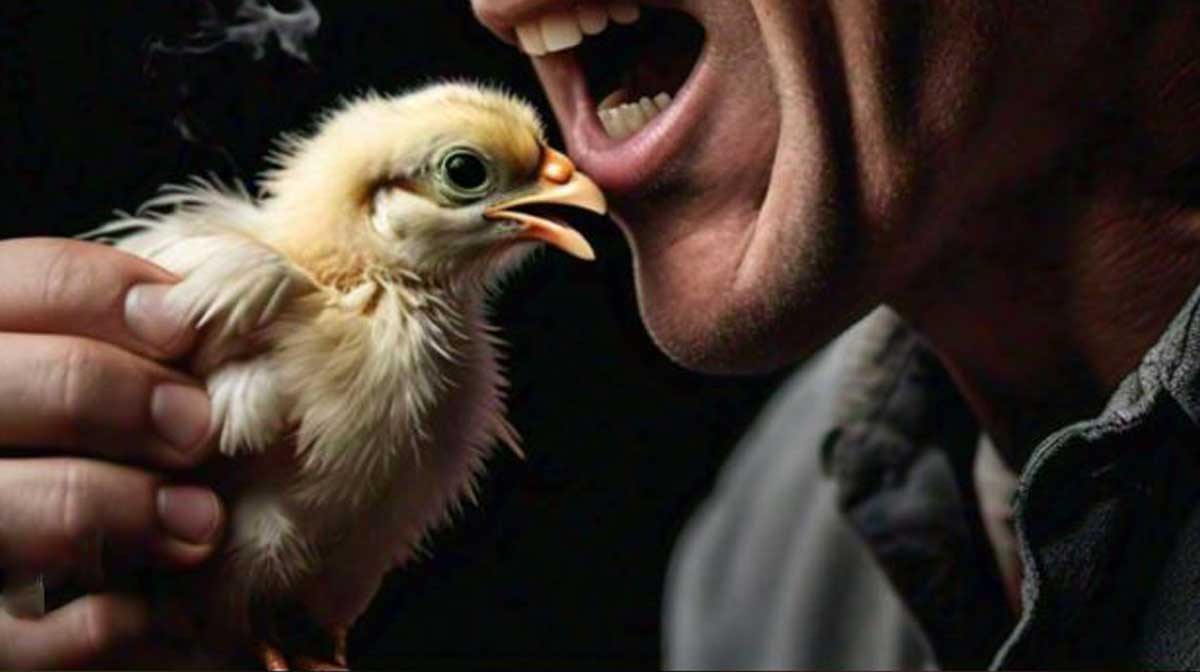chick