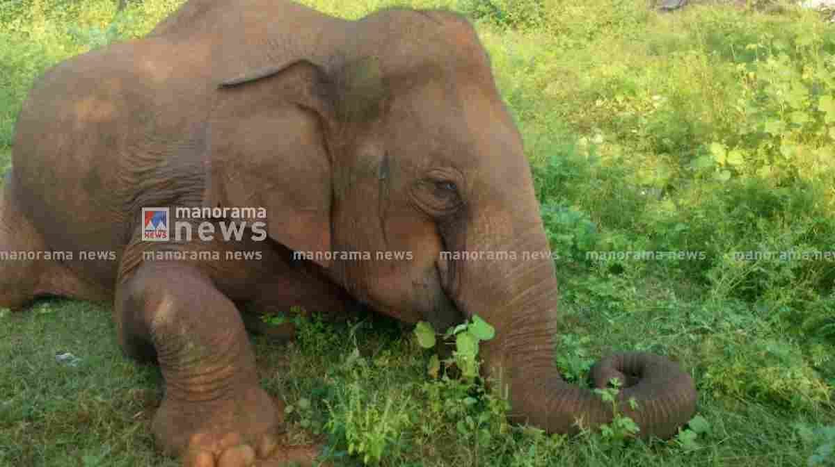 baby-elephent