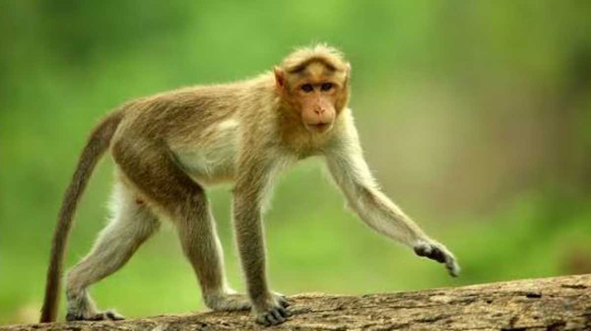 monkey-surgery
