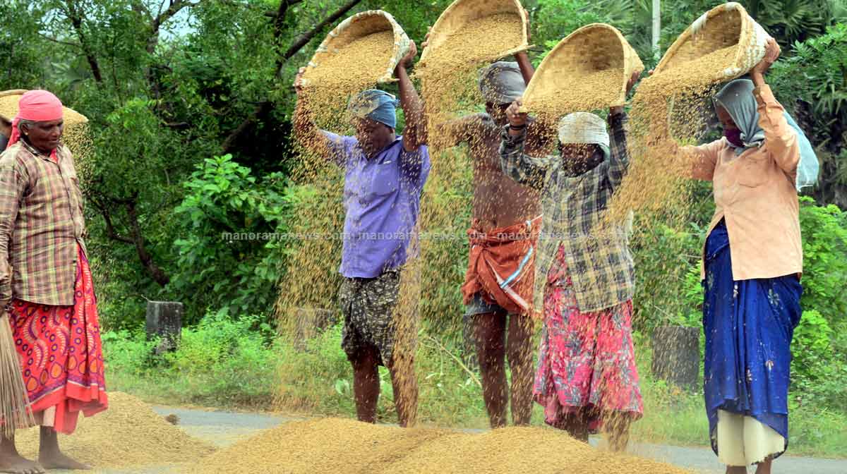 paddy-harvest-2