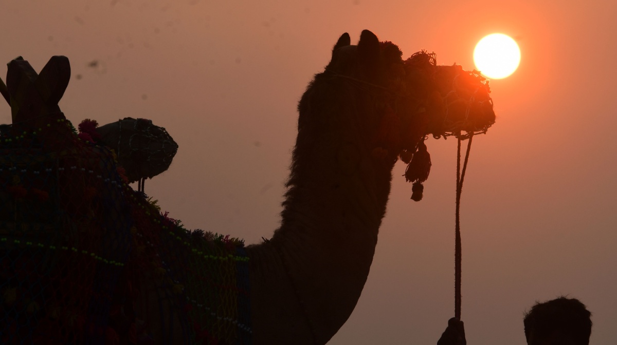 camel-madhyapradesh