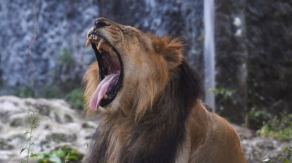 lion-pti